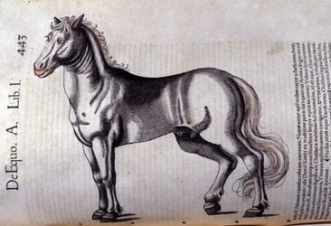 Kawaler. w Historia Animalium Conrada Gesnera (1516-1565), Tiguri