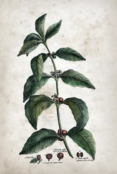 Kawa