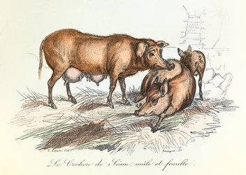 "Completes de Buffon" z nomenklaturą Linneusza i klasyfikacją Cuviera: Les animaux: Le pig de Siam (rycina)