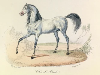 "Completes de Buffon" z nomenklaturą Linneusza i klasyfikacją Cuviera: Les animaux: Cheval Arabe (rycina)