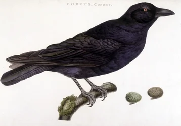 Corone kruk - tablica historii naturalnej