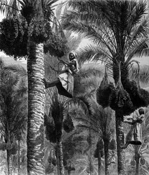 Zbieranie daty na Cejlonie (obecna Sri Lanka) XIX-wieczne grawerowanie