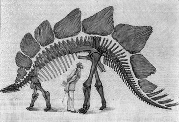 Szkielet dinozaura: „”Stegosaurus ungulatus””, marzec. Górna Jura Gór Skalistych. Reprodukcja rysunku przekazanego przez pana Marcha Albertowi Gaudry z Instytutu. Grawerowanie w „” La Nature: revue des sciences et de leurs applications aux