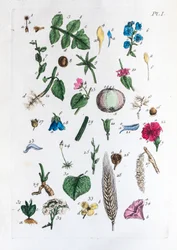 Elementarna tabela rycin i ich nazw we Flora Parisiensis