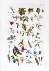 Elementarna tabela figur i ich nazw we Flora Parisiensis