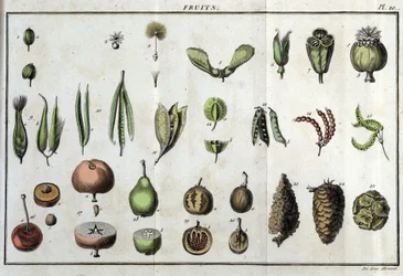Owoce: w „Flora Françoise, czyli krótki opis wszystkich roślin, które naturalnie rosną we Francji, ułożone według nowej metody analizy, do której przytoczono ich najmniej dwuznaczne cnoty w medycynie i ich przydatność w sztuce””