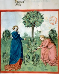 Zdobądź hizop. Dwie kobiety ścinają gałązki hizopu (rośliny leczniczej i aromatycznej). Miniatura w „”Tacuinum sanitatis. Taqwim es siha” (Folio 30), napisane przez Ibn Butlana, v.1445-1451. Paryż, BN.