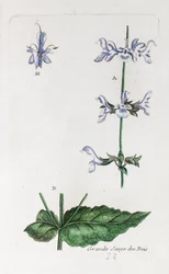 Great Woodland Sage