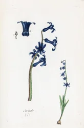 Hiacynt