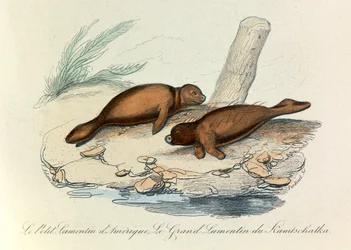 Ilustracja z książki "Complete Works of Buffon": Czworonogi (rycina)