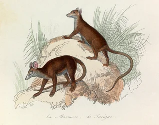 Ilustracja z książki "Complete Works of Buffon": Les Quadrupedes: La marmot et la sarigue (rycina)