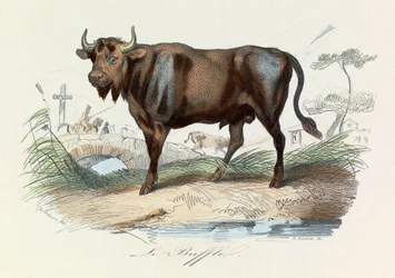 Ilustracja z książki "Complete Works of Buffon": Les Quadrupedes: Le buffalo (rycina)