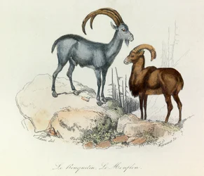 Ilustracja z książki "Complete Works of Buffon": Les Quadrupedes: Le ibex et le mouflon (rycina)