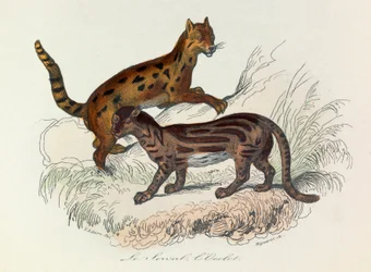 Ilustracja z książki "Complete Works of Buffon": Les Quadrupedes: Le serval et l