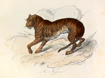 Ilustracja z książki "Complete Works of Buffon": Les Quadrupedes: Le tigre (rycina)