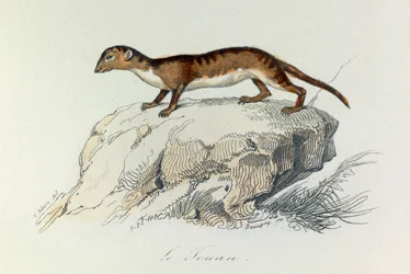 Ilustracja z książki "Complete Works of Buffon": Les Quadrupedes: Le touan (rycina)