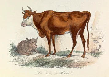 Ilustracja z książki "Complete Works of Buffon": Les animaux: La coache et son veau (rycina)