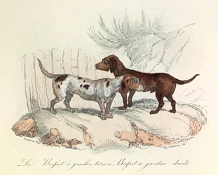 Ilustracja z książki "Complete Works of Buffon": Les animaux: Le basset a torso legs et le basset a straight legs (rycina)