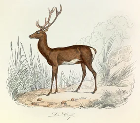Ilustracja z książki "Complete Works of Buffon": Les animaux: Le cerf (rycina)