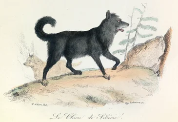 Ilustracja z książki "Complete Works of Buffon": Les animaux: Le chien de Siberie (rycina)