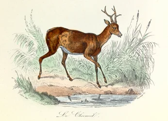 Ilustracja z książki "Complete Works of Buffon": Les animaux: Jeleń (rycina)
