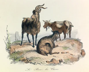 Ilustracja z książki "Complete Works of Buffon": Les animaux: Le goat et les goats (rycina)