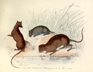 Ilustracja z książki "Complete Works of Buffon": Les animaux: Le rat perchat, le vole et le rat d