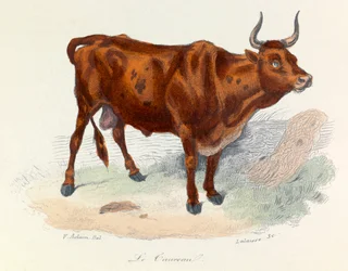 Ilustracja z książki "Complete Works of Buffon": Les animaux: Le taureau (rycina)