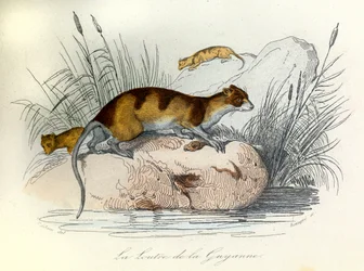 Ilustracja z książki "Complete Works of Buffon": Les animaux domestiques: La otter de Guiana (rycina)