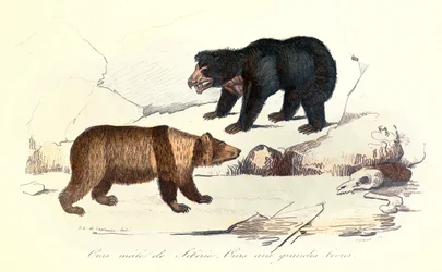 Ilustracja samca niedźwiedzia syberyjskiego i niedźwiedzia z dużymi wargami, sklasyfikowana przez Linneusza i Cuviera (grawerunek)