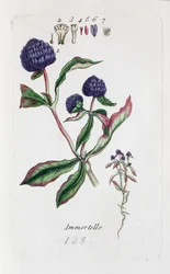 Immortelle (Amarantine, Gomphrena globose)