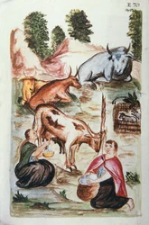 Indyjscy pasterze opiekujący się krowami, z książki „Trujillo del Peru” lub „Códice Martínez Compañón”, Baltazara Martineza Compañón y Bujanda, biskupa Trujillo (1782-1785)