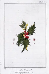 Ostrokrzew (Ilex Aquifolium) - w „Ćwiczeniach z botaniki na użytek handlowców”, napisanym przez J.C. Philiberta, Imprimerie de Crapelet, Paryż