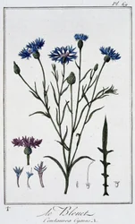 Chaber bławatek (Centaurea Cyanus) - w „Ćwiczeniach z botaniki na użytek handlowców”, napisanym przez J.C. Philiberta, Imprimerie de Crapelet, Paryż