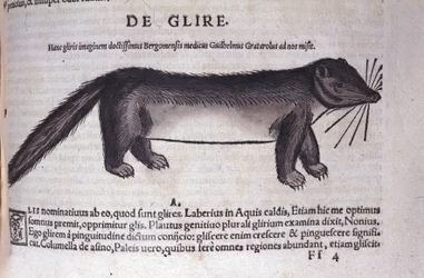 Le loir w Historia Animalium Conrada Gesnera (1516-1565), Tiguri