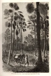 Karawana porucznika Maga zmierza w kierunku Nigru i przecina las olbrzymich palm w prowincji Damfa w Mali. Grawer ilustrujący wyprawę do Sudanu Zachodniego porucznika (marynarki) M.Mage, w latach 1863-1866, opublikowany w „Le tour du monde, nouve
