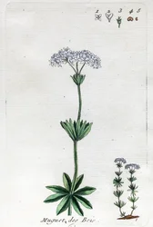 Lily of the Valley lub Sweet Woodruff