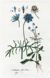 Świerzbnica łąkowa