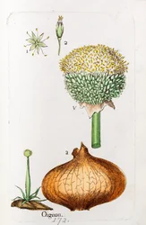 Cebula