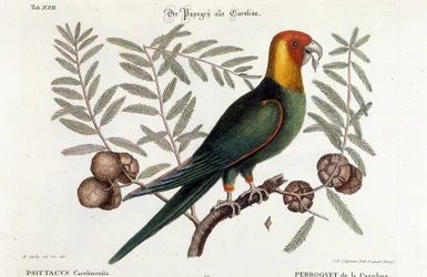 Ornitologia: papuga Karolina. (Psittacus caroliniensis)
