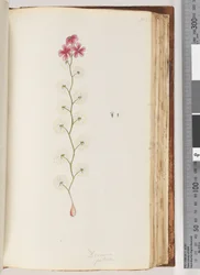 Strona 103. Drosera peltata