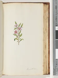 Strona 135. Eriostemon