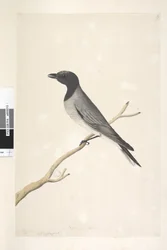 Strona 14. Ceblephyris. powyższy tytuł w innym rozdaniu sierpień. Naturalnej wielkości Mała Kukułka, Dzierzba? Coracina robusta, 1791-92