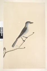 Strona 16. Ceblephyris wzdłuż dolnej krawędzi w innej ręce Ten sam rozmiar co ptak, z którego został wzięty rysunek. Kwiecień Grey Shrike Thrush Colluricincla harmonijka, 1791-92