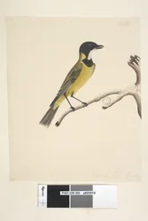 Strona 20. Naturalny rozmiar. Kwiecień Złoty Whistler Pachycephala pectoralis, samiec, 1791-92