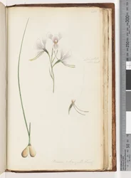 Strona 214. Diuris elongata Saracty? Fioletowa orchidea osła