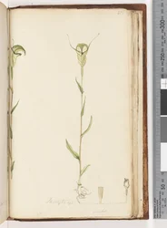 Strona 215. Pterostylis op / viridis