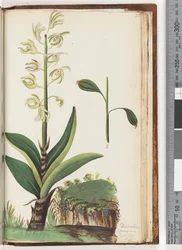 Strona 225. Dendrobium speciosum Egz. Nerw. T. 10