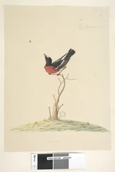 Strona 25. Samochód,ral,gar,yei,sar, naturalnej wielkości Scarlet Robin, samiec Petroica wielokolorowy, N.S.W., 1791-92