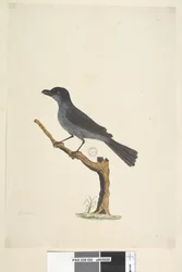 Strona 29. Kos Kos z wyspy Norfolk? Aplonis fuscus, samiec, 1791-92